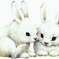 rabbit7