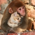 kitten and monkey