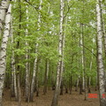莫斯科的白樺樹林
