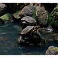 烏龜池