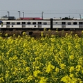 2008/3/1,14:07,SONY H5,順風車;搖曳花;賞景人