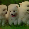 三隻可愛的白色狗~海報