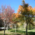 武陵農場秋天的楓樹