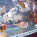 2009.11.07水族博覽會展出的金魚
