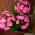 我家陽台上的花