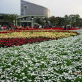 台北國際花卉博覽會圓山公園 花海