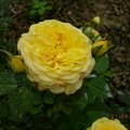 士林官邸美艷盛開的黃玫瑰~luck88拍攝