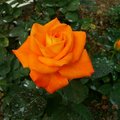 美艷的玫瑰花(LUCK88拍攝)