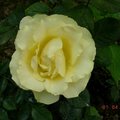 士林官邸盛開的淺黃色玫瑰花~luck88拍攝