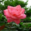 粉紅色玫瑰花~luck88拍攝