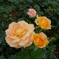 2007.04.01台北士林官邸盛開的粉紅玫瑰花(luck88拍攝)