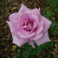 我喜歡玫瑰花的豔麗,就像欣賞美麗的圖畫一般.2007.04.01台北市士林官邸玫瑰花展(luck88拍攝)
