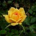 含苞待放的玫瑰花(luck88拍攝)