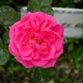 豔光四射的玫瑰花(luck88拍攝)