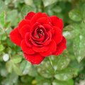 喜歡紅色豔麗的玫瑰花嗎? (luck88拍攝)