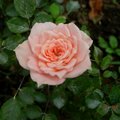 玫瑰花(luck88拍攝)
