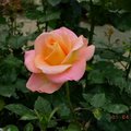 玫瑰花(luck88拍攝)