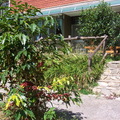 前庭咖啡樹