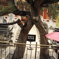北京故宮博物院-03_夫妻樹