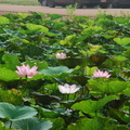 柬埔寨-蓮花池隨處可見