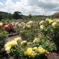 玫瑰花園