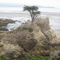 17 Mile Drive_The Lone Cypress