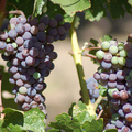 Napa Valley夏天　葡萄成熟時