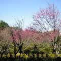 台北市花卉試驗所茶花展