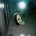 華府熊貓動物園