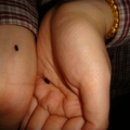 這是螢火蟲ㄛ