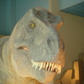 科博館-恐龍頭超真實