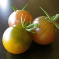 外孫女種的番茄