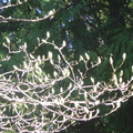 木蘭花苞