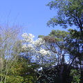白色木蘭花