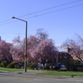 馬路對面的櫻花