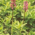English early purple orchid
