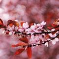 cherry blossom - 2