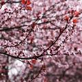 cherry blossom - 3