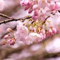 cherry blossom - 4