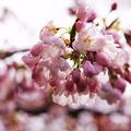 cherry blossom - 5