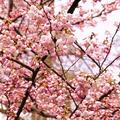 cherry blossom - 6