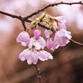 cherry blossom - 7