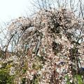 cherry blossom - 10
