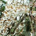 cherry blossom - 12