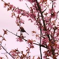 cherry blossom - 14