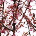 cherry blossom - 15