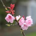 cherry blossom - 16