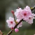 cherry blossom - 18