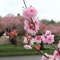 cherry blossom - 19