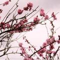 cherry blossom - 20